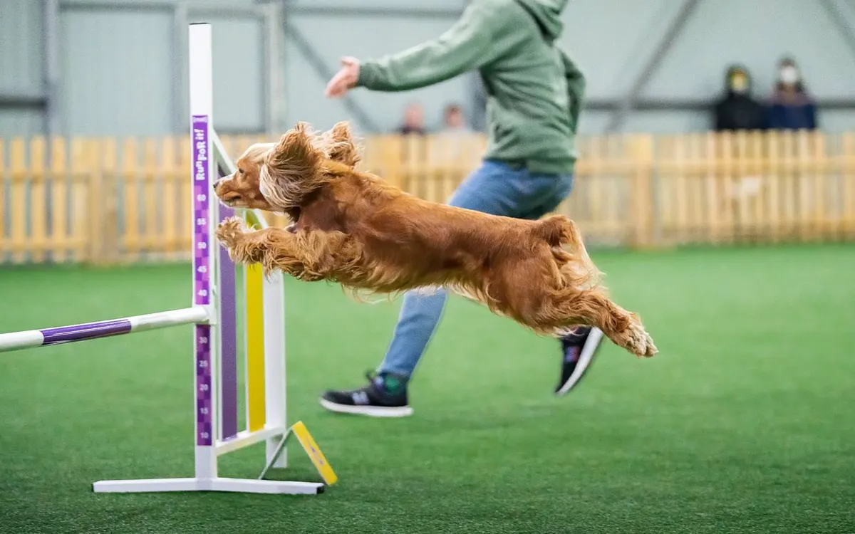Lichtschranken-Zeitmessung: Hundesport